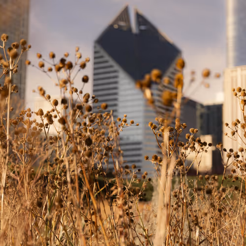 TheOtherDayInChicago*