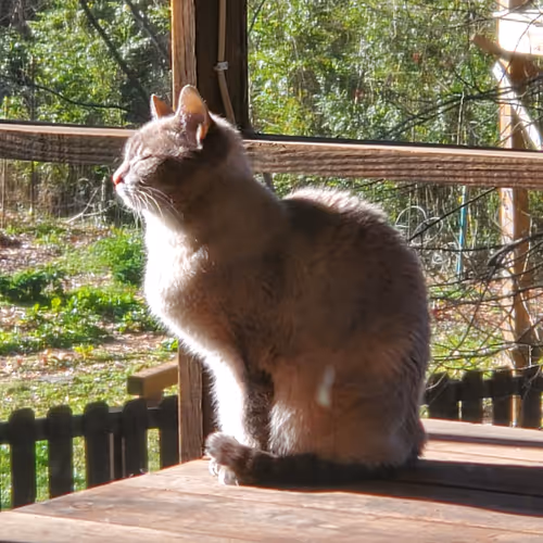 Lilly-Kat Photography