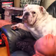 Bulldog Trippy AI Art