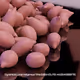Seed Protocol - Dynamical Lunar Indigenous Time (DLITE) 43:28:22.0004124 by Amelia Winger-Bearskin