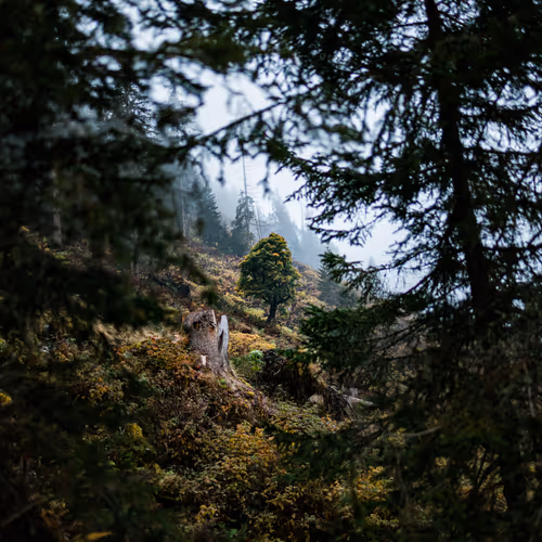 Old friend open edition