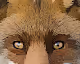 Fox world 1 - old