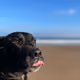 Jax