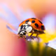 Little Wonders