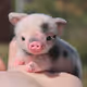 piggy