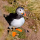 Scottish Seabirds - old