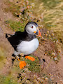Scottish Seabirds - old
