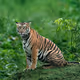 Colors of Kabini