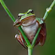 Pepe the Real Frog