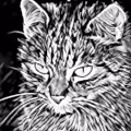 Spectral Cat