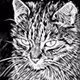 Spectral Cat