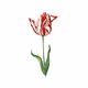 Crypto Tulipa