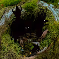 Mossflower Woods