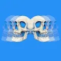 Six Skulls by Airbrush Asylum