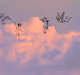 Lucid Dreams Collection