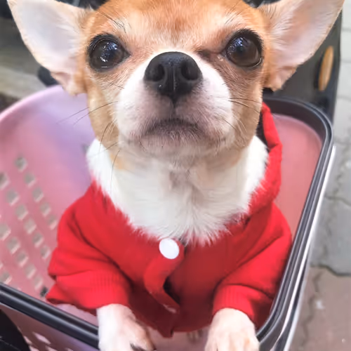 Q-WOW Mini Store Manager