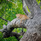 City to Wilderness  Sri Lanka by Joseph Anthony
