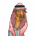 Pro Camel Riders