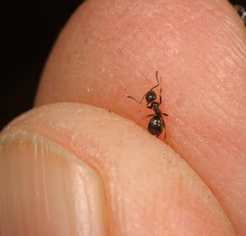 not the real ant collection