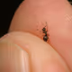 not the real ant collection