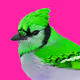 The Blue Jays