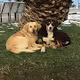 only dogs