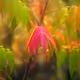 Sumac Jungle - old