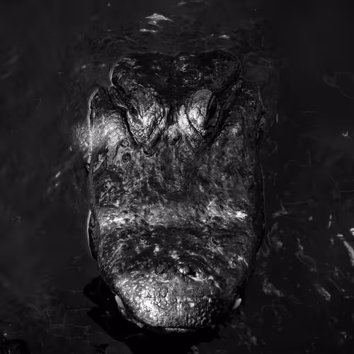 Trevor Traynor - The Order