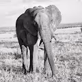 The Serengeti in B+W