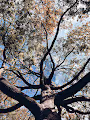 Fall for Fall