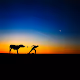 Stubborn as a Donkey