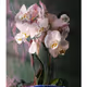 Botanical Latin