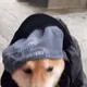 xDOGY