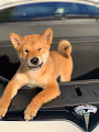 Elon Musk Dog Folki