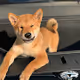 Elon Musk Dog Folki
