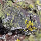 Rocks vs lichens