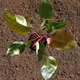 Ornamental Plant Alkali
