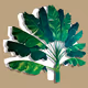 TRAVELER PALM