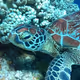 Turtle in Ishigaki