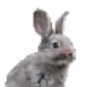 Pixel Art - Animals