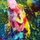 club chicken breeding gallery - old