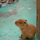 Baby Capybaras