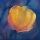 Rainbow Zorb Magnolia Chaos
