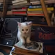 Smart Cat