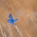 Butterflies of Turkey