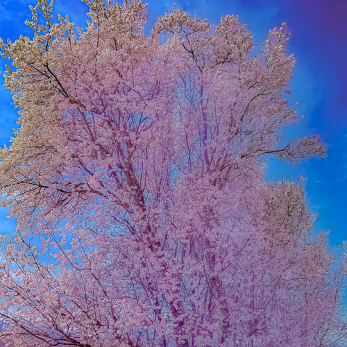 Cherry Blossom Photopraph