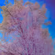 Cherry Blossom Photopraph