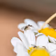 Earth's Tiny Creatures
