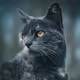Nine Lives and Golden Eyes by Austin Swisher