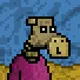 The Chill Camel Club